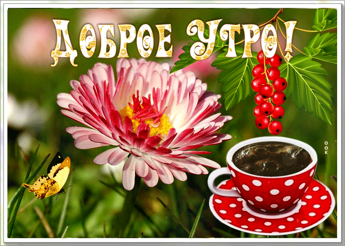 Postcard прелестная открытка с цветочком доброе утро!