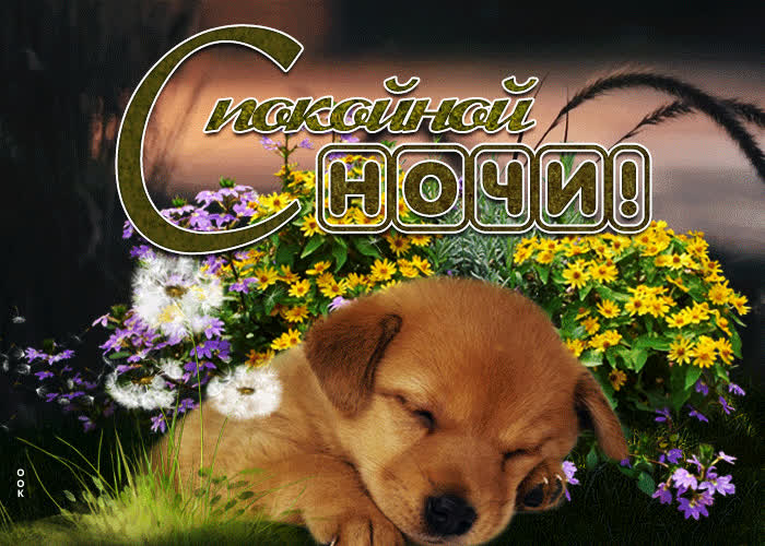 Picture прелестная открытка спокойной ночи с собачкой