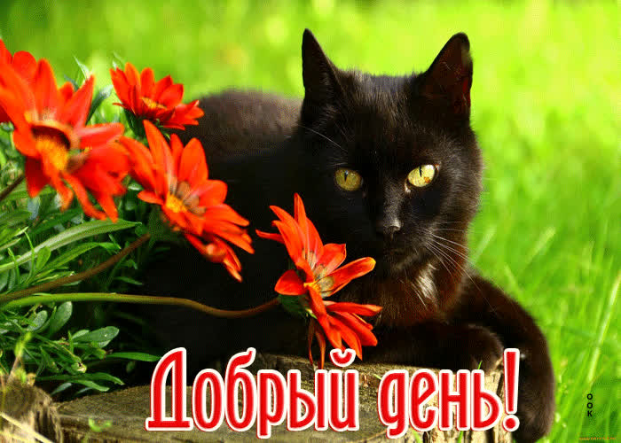 Picture превосходная открытка добрый день! с кошкой