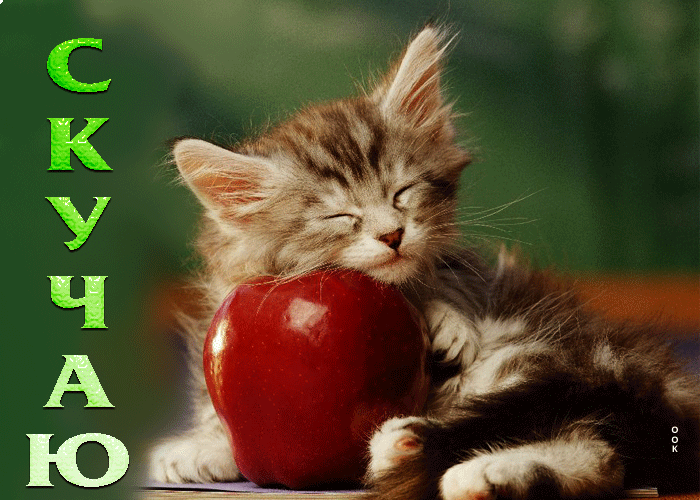 Picture превосходная открытка с котенком с яблочком скучаю