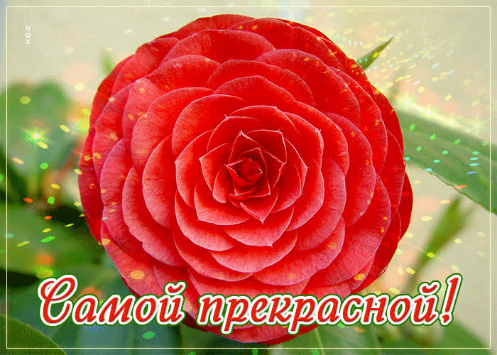 Picture превосходная открытка с красивым цветком самой прекрасной