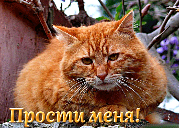 Picture превосходная открытка с рыжим котом прости меня!