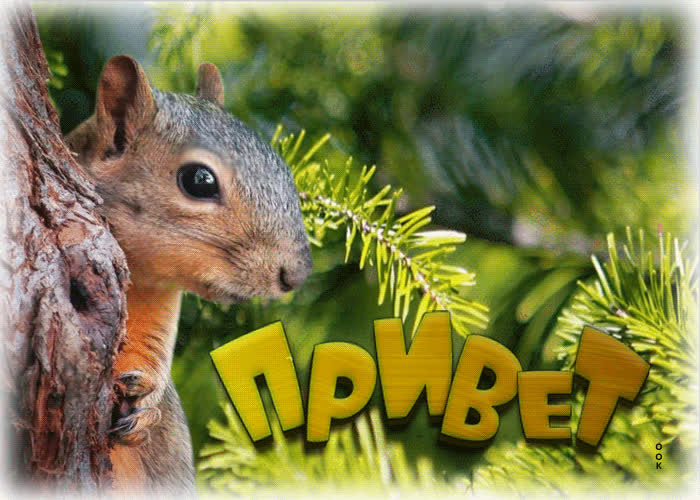 Прикольная открытка Привет с белочкой - Скачать бесплатно на otkritkiok.ru