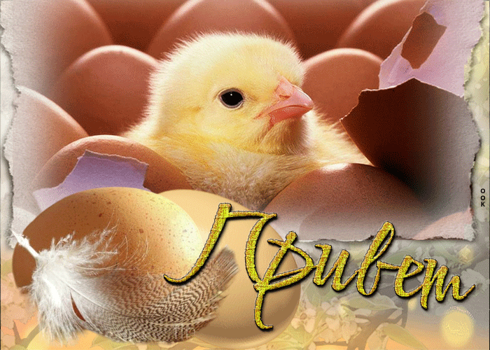 Picture прикольная открытка с цыпленком и яйцами привет