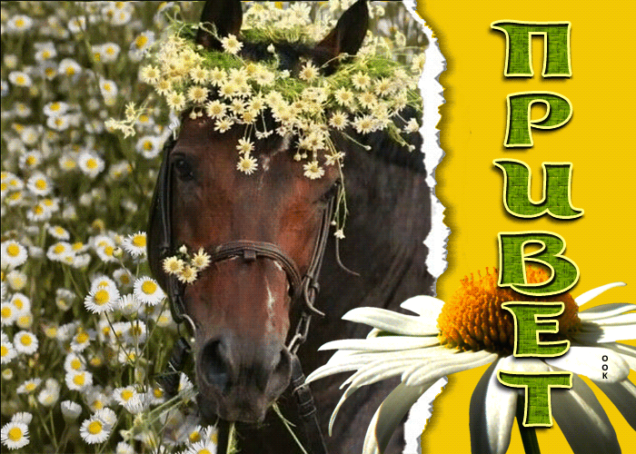 Postcard приятная открытка с лошадью в ромашках привет