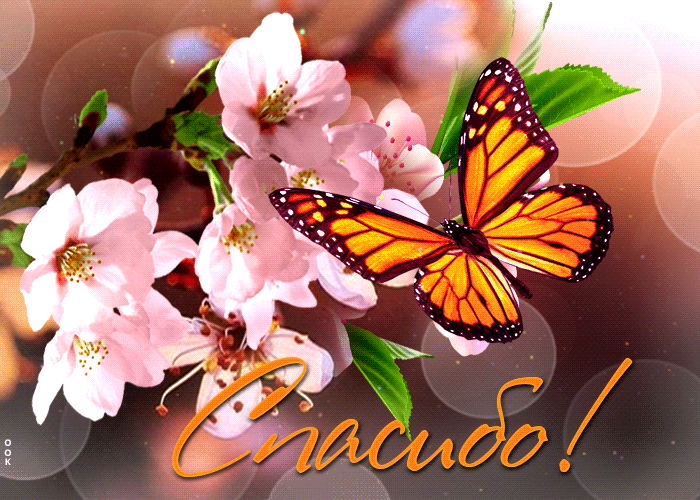 Picture романтичная и веселая открытка с бабочкой спасибо