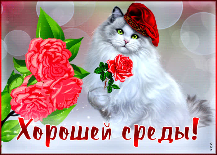 Postcard романтичная открытка с белой кошечкой хорошей среды!