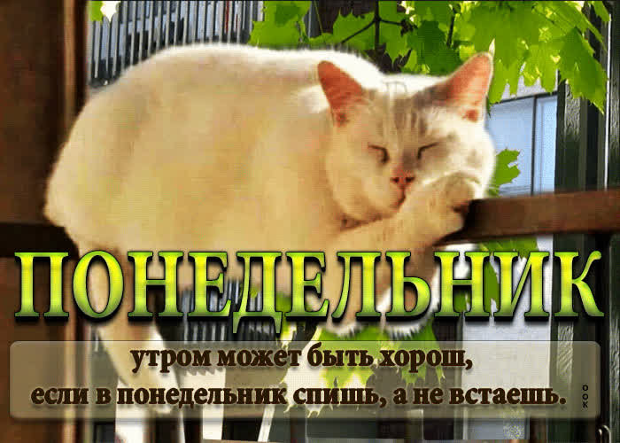 Postcard роскошная открытка понедельник! с белым котом