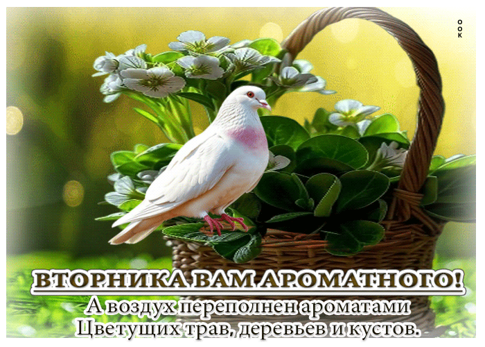 Picture роскошная весенняя открытка вторника вам ароматного!