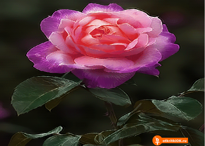 Картинка роза gif