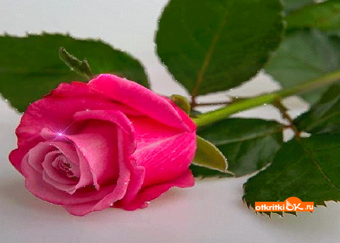 Открытка роза gif