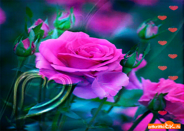 Картинка роза любви для тебя