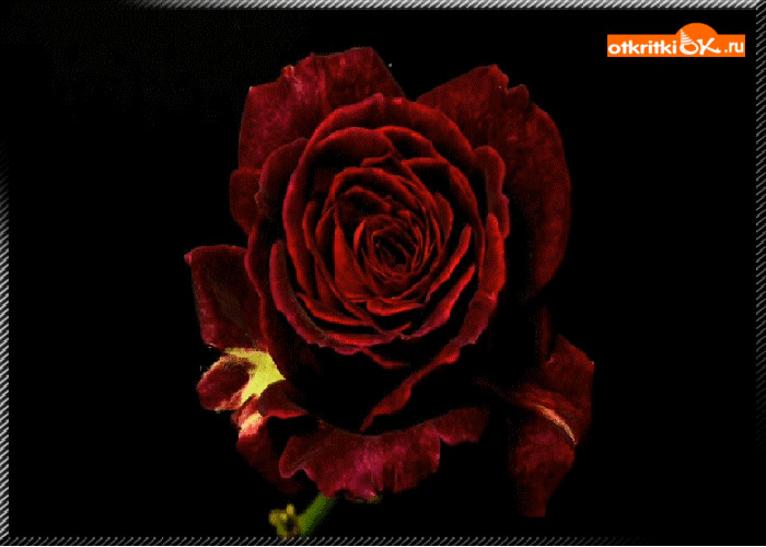 Открытка роза на черном фоне