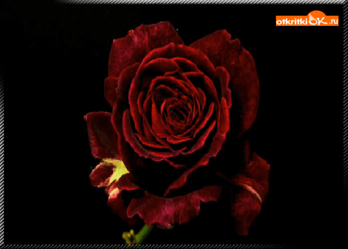 Картинка роза на черном фоне