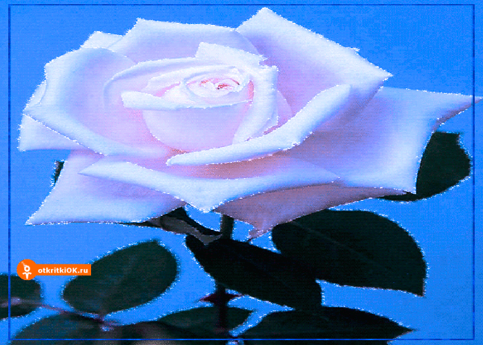 Картинка роза на синем фоне