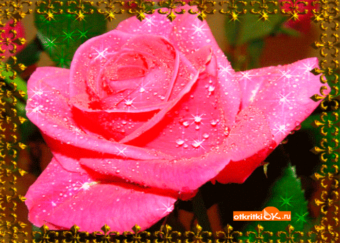 Открытка розовая роза тебе в подарок