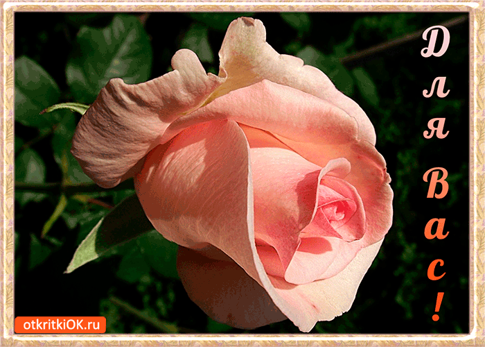 Картинка розовая роза для вас