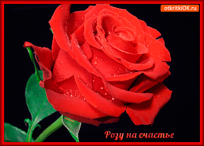 Открытка розу красивую тебе на счастье