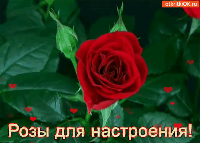 Картинка розы для настроения!