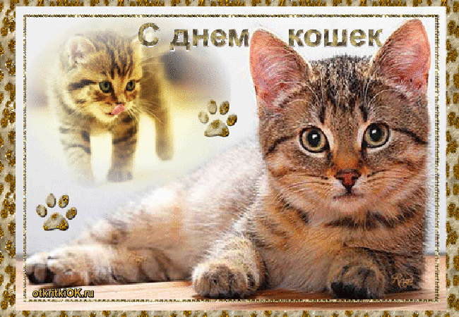 День кошек приколы. День кошек. День кошек открытки. С днём кошек картинки. Всемирный день кошек открытки.