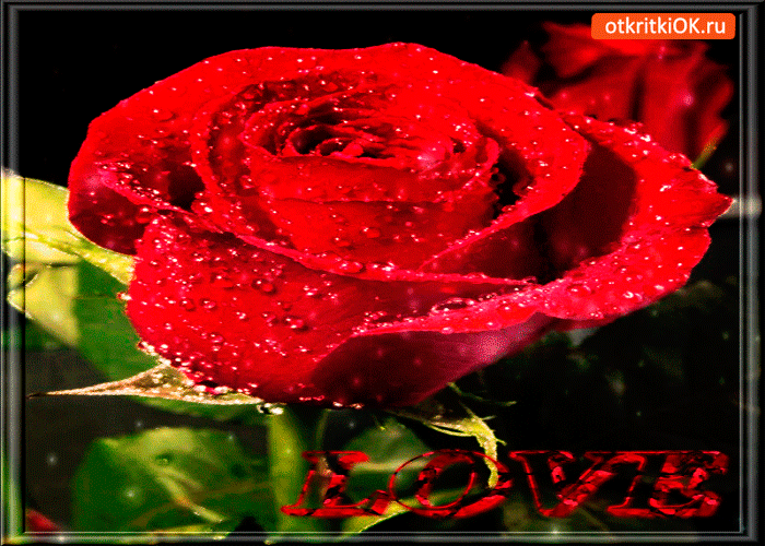 Открытка с любовью роза