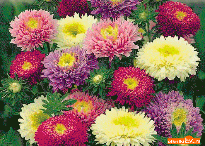 Красивые Цветы Фото Хорошего Скачать Бесплатно