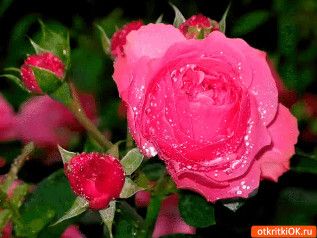 Картинка самые необычные розы тебе