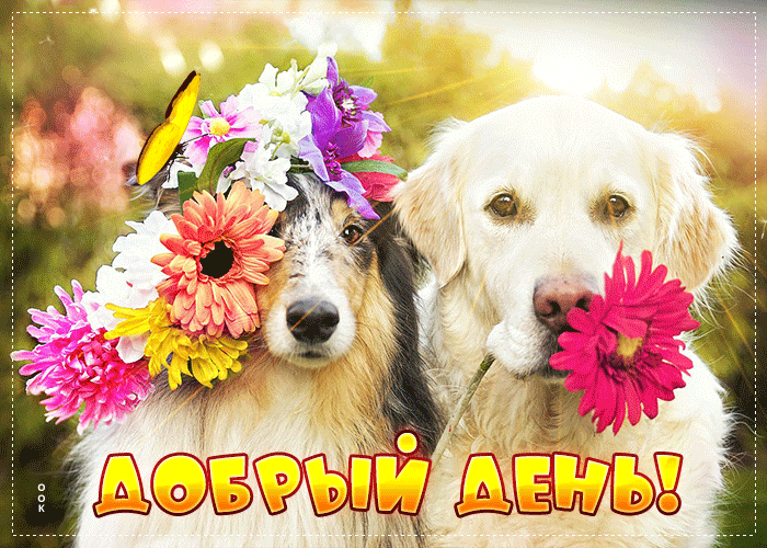 Picture счастливая и радостная открытка с собаками добрый день