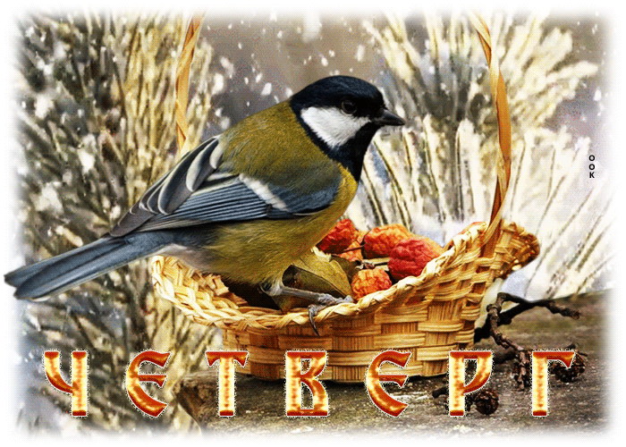 Picture счастливая зимняя гиф открытка с птичкой четверг