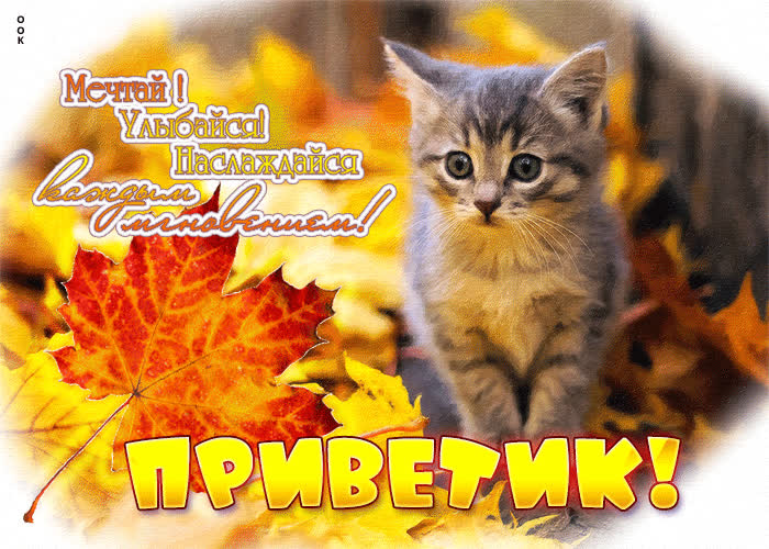 Picture сердечная анимационная открытка с котенком приветик