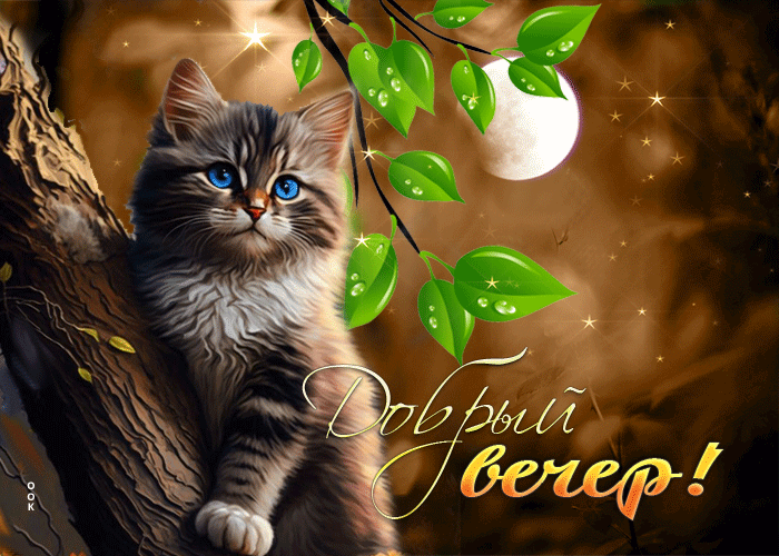 Picture шикарная и великолепная гиф-открытка с котиком добрый вечер