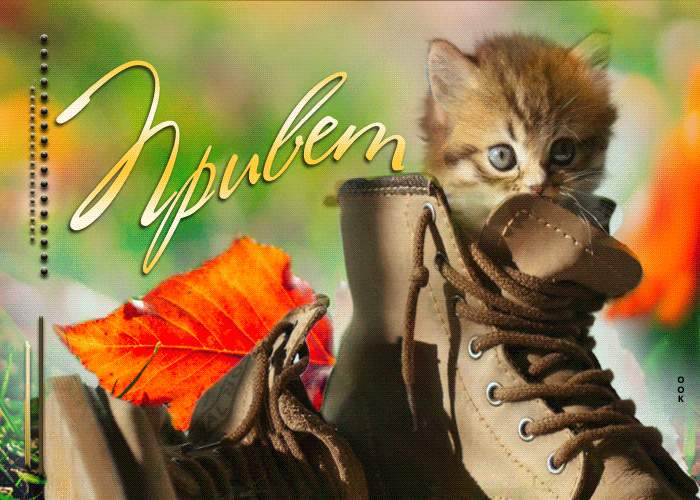 Picture шикарная открытка с котиком в ботинке привет