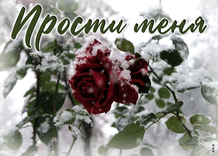 Picture снежная открытка с орнаментом снежинок и розой прости меня