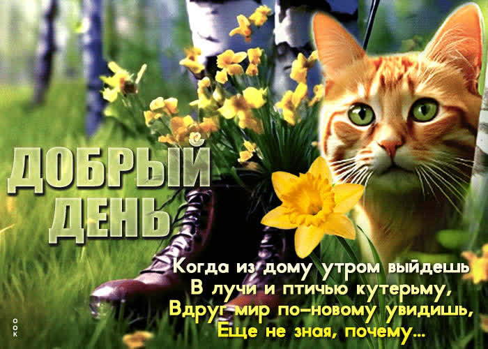 Picture солнечная и беззаботная открытка с котиком добрый день