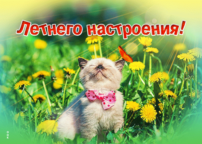 Postcard солнечная открытка с котиком летнего настроения!