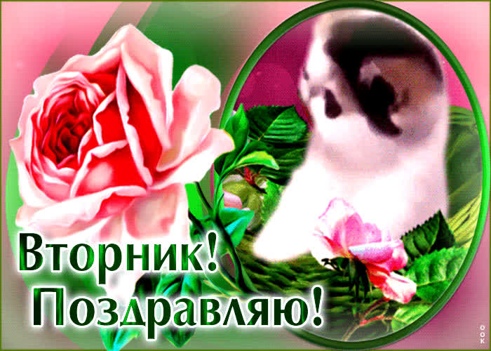 Picture стильная открытка с котиком и розой вторник! поздравляю!