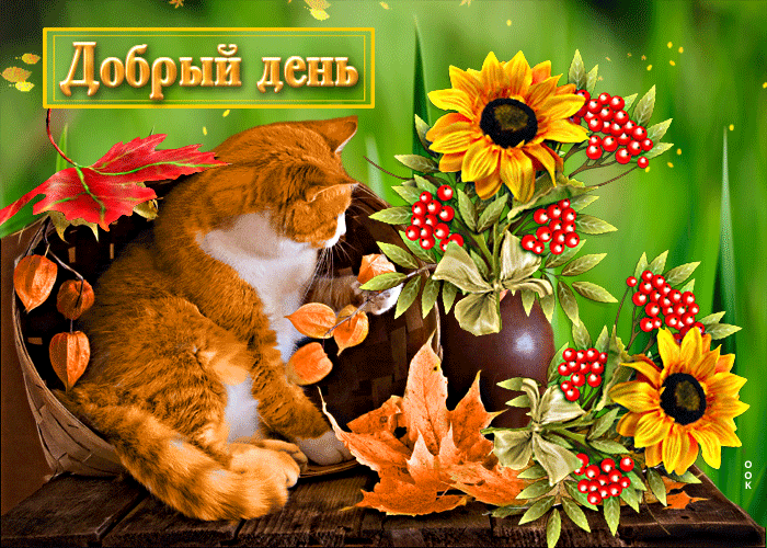 Postcard стильная открытка с рыжим котиком добрый день