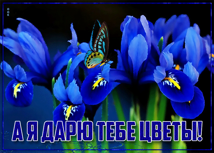 Супер картинка я дарю тебе цветы - Скачать бесплатно на otkritkiok.ru