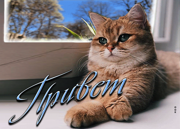 Postcard супер открытка с котом у окна привет!