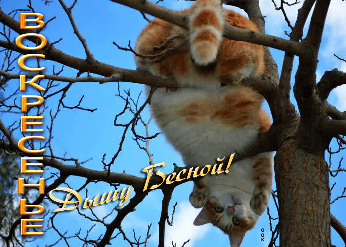 Postcard супер открытка с котом воскресенье! дышу весной