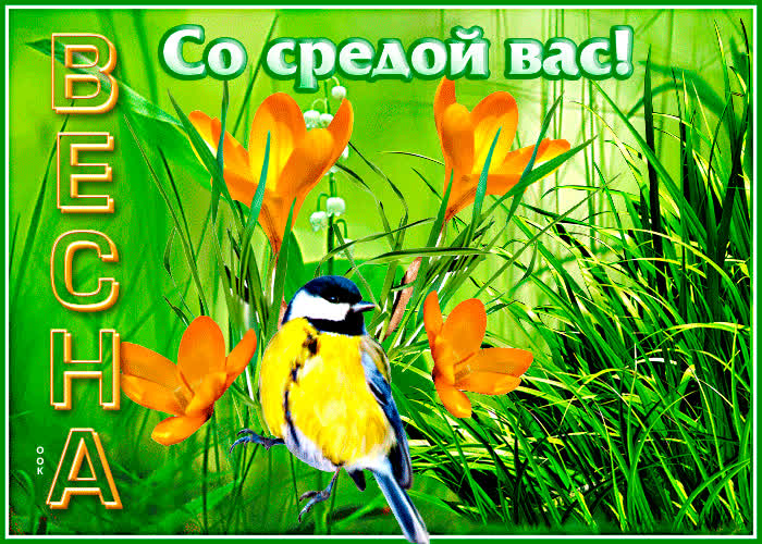 Postcard супер открытка весна! со средой вас! с птичкой