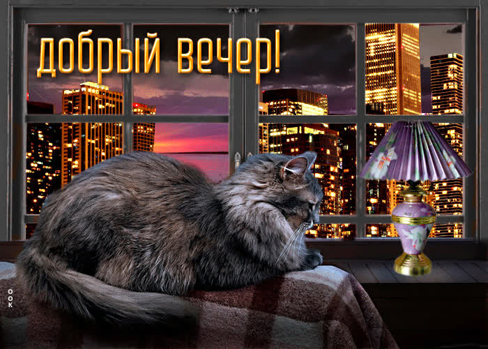 Postcard суперская открытка с кошкой добрый вечер!