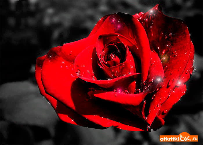 Картинка свежая роза тебе на счастье