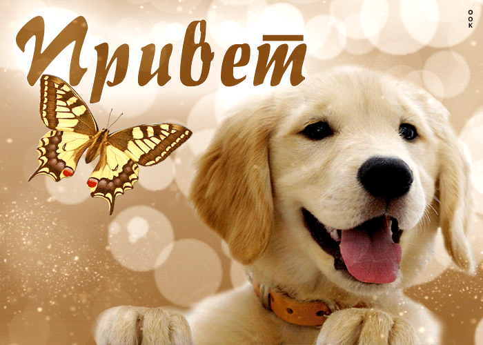 Postcard сверкающая открытка с милой собакой привет