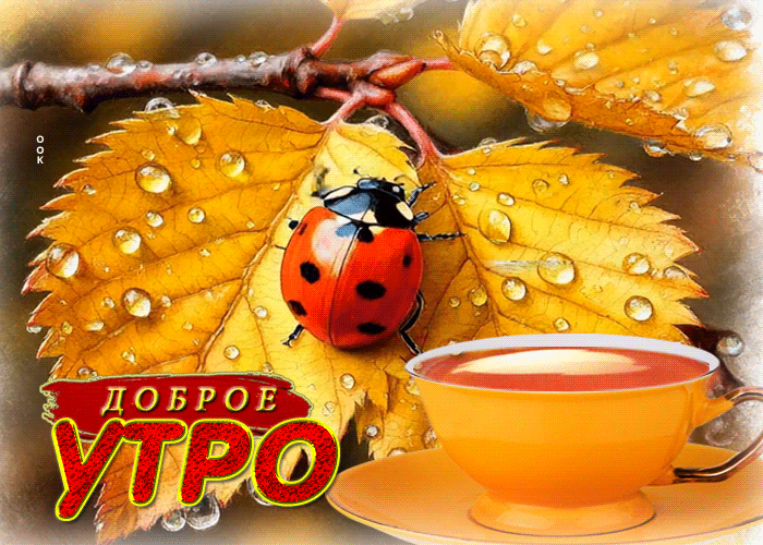 Postcard светлая и вдохновляющая осенняя гифка доброе утро