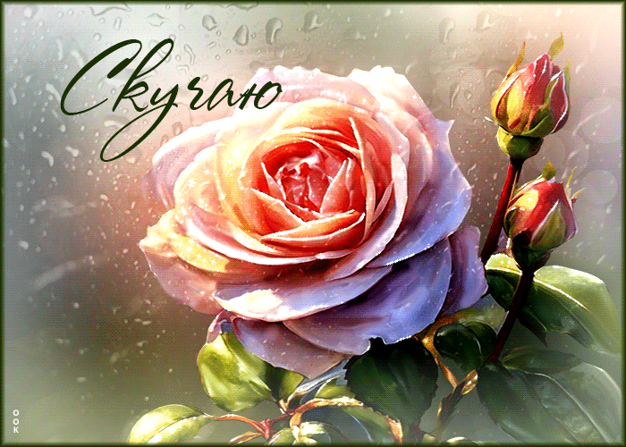Postcard свежая и легкая гиф-открытка с розой скучаю