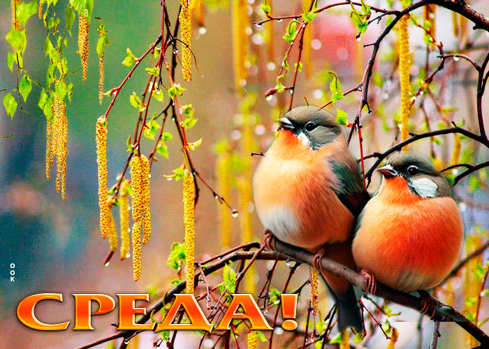 Postcard свежая и легкая открытка с птичками среда