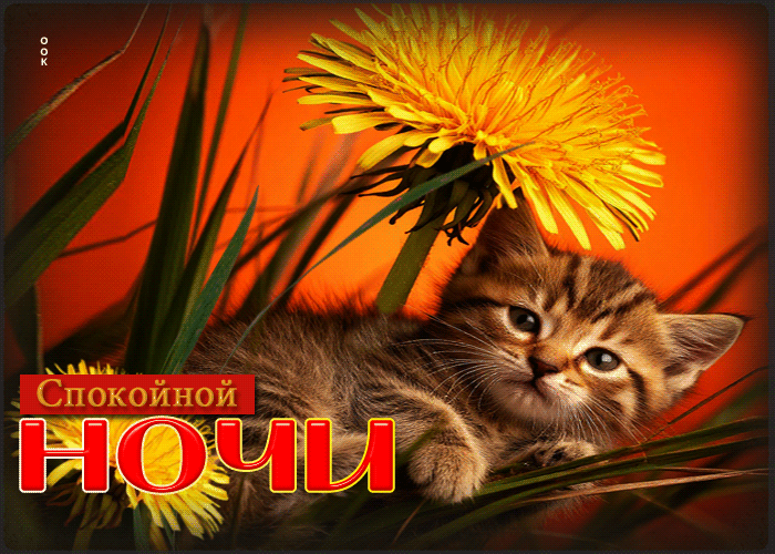 Postcard талантливая летняя гиф-открытка спокойной ночи