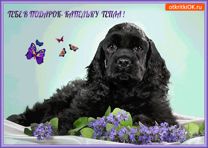 Открытки посылаю тебе капельку тепла