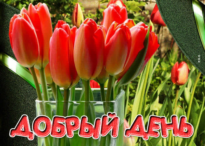 Picture теплая и ласковая гиф-открытка с тюльпанами добрый день